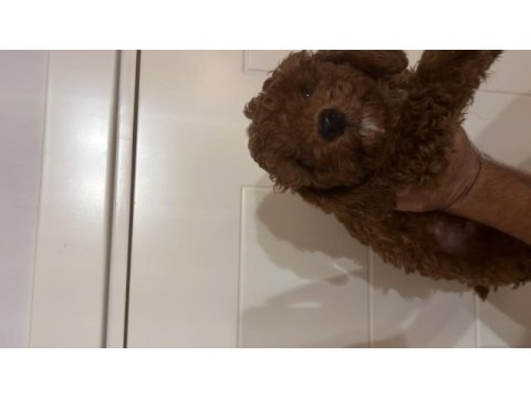 Safkan ev bakımı erkek poodle yavrular