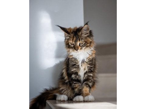 Nadir calico renk maine coon dişi