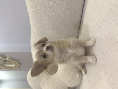 2.5 aylık chihuahua kızımıza yuva arıyoruz