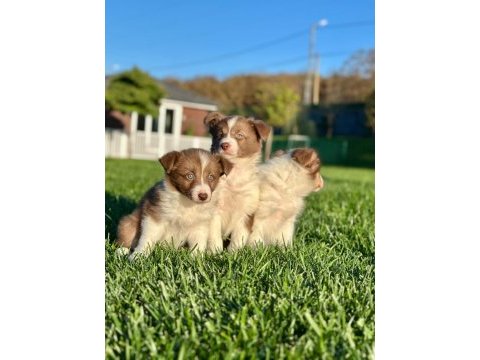 A kalite muhteşem border collie yavruları 
