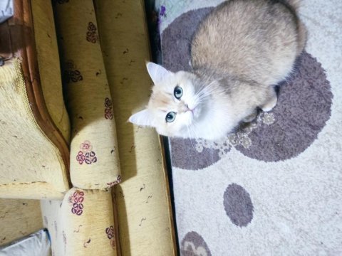 Full şecereli ny12 golden point british shorthair aden