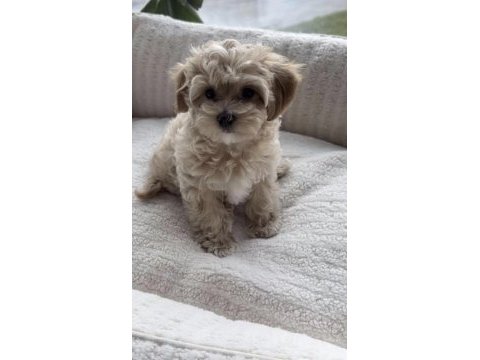 Maltipoo safkan köpeğimiz
