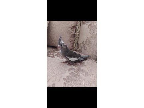 Yeni yuvadan çıkmış bebek sultan papağanları