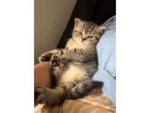 Brıtısh shorthaır sılver tabby