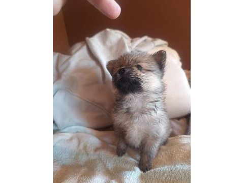 Pofuduk pomeranian minişler
