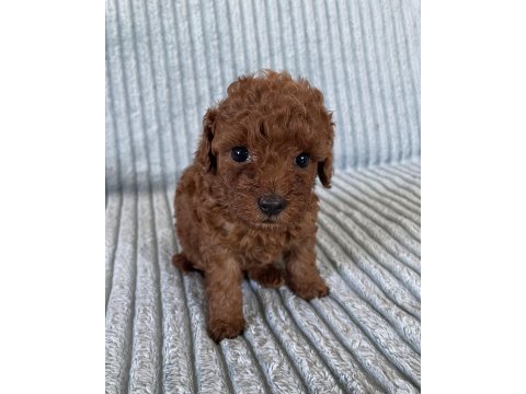 Eşsiz güzellikte toy poodle yavru