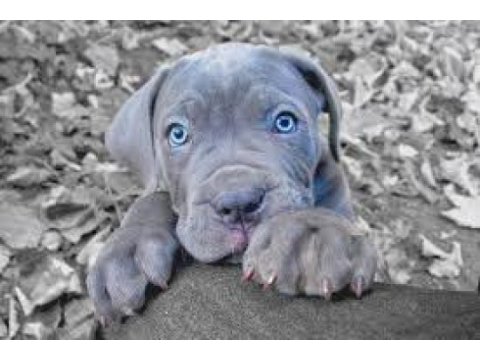 Mavi gözlü blue cane corso bebekler erkek ve dişi