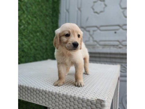 Dişi erkek golden retriever bebekler