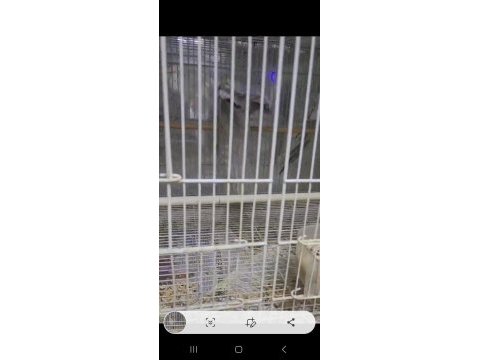 5 aylık erkek sultan papağanı