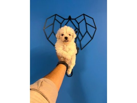 Irk garantili maltese terrier bebekler