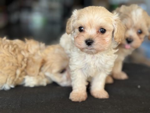 Show kalite kore maltipoo yavrularımız