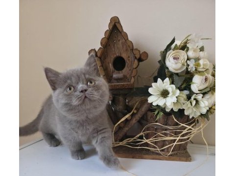 Munchkın cüce kedimiz