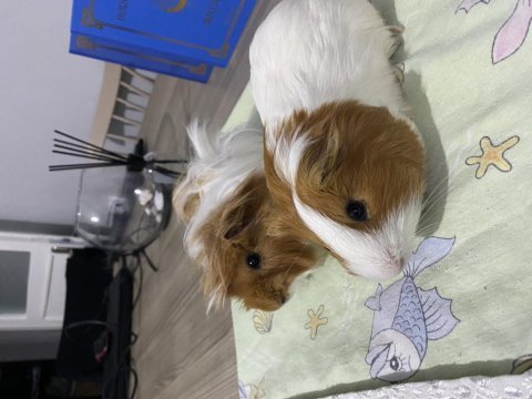 Eş ginepigler