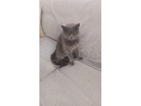 British shorthair kedisi