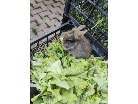 Lop tavşanı 2 aylık