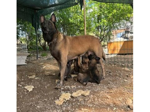 A şecereli belçika kurdu yavrular en iyisini isteyenlere