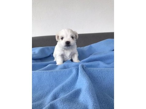 A kalite maltese yavrular