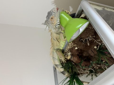 Uygun evcil iguana