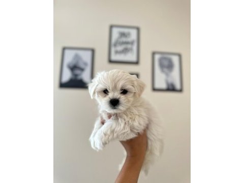 Ruhsatlı üretim çiftliğinden tea cup maltese terrier