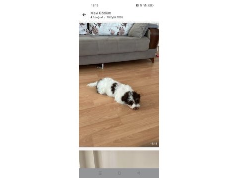 4 aylık maltese terrier