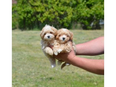 Mini boy tuvalet eğitimli maltipoo bebekler