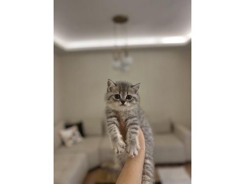 Güzeller güzeli brıtısh shorthair yavrularım 