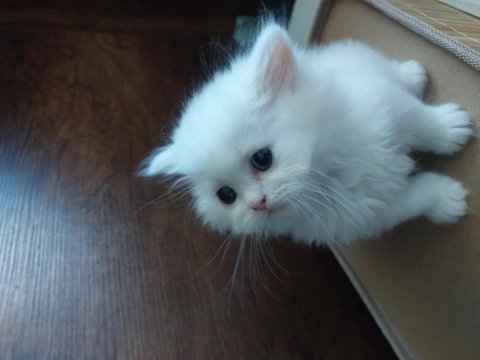British longhair beyaz mavi gözlü bebekler