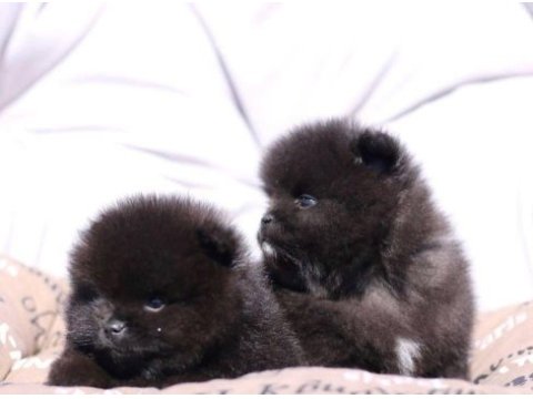 Saf lan pomeranian boo ayi surat