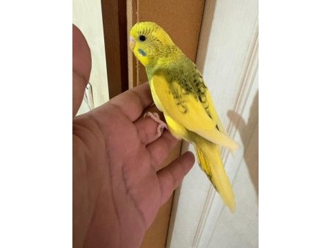 28 günlük kusursuz bebek muhabbet kuşu