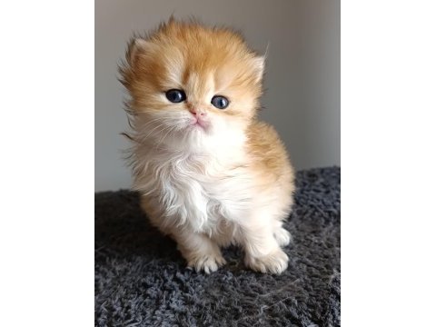 British longhair dişi
