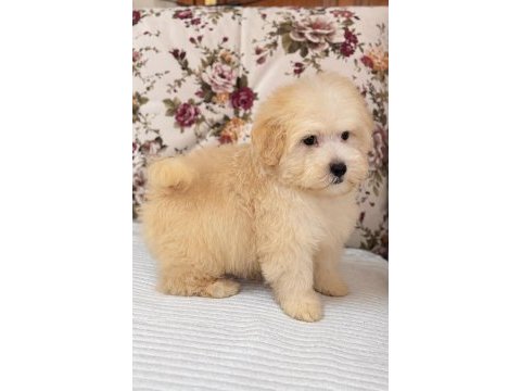 Sütlü kahveli maltipoo