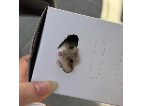 Gonzales hamster