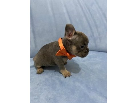 Egzotik french bulldog yavrular