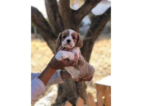 Eşine az rastlanır kalitede cavalier king charles bebekler