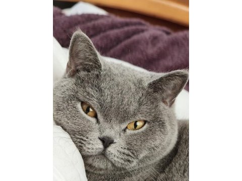 Ücretsiz british shorthair 3 yaş