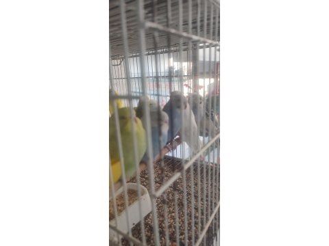 Avcılar uygun yavru muhabbet kuşlar