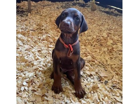 Doberman bebekler sağlık ve ırk garantili teslim