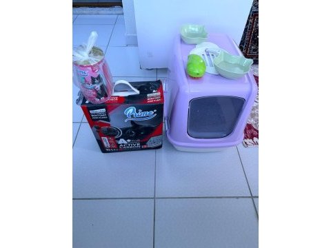 Blue point 2 aylık british shorthair