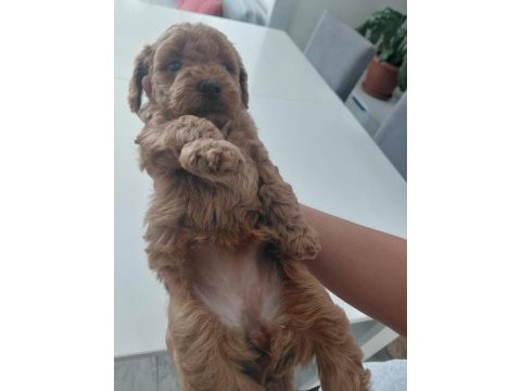 Sağlıklı dişi poodle yavrular 45 günlük kuşadası