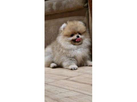 8 aylık erkek pomeranian