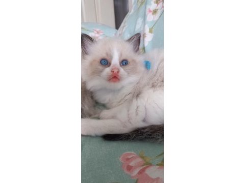 Safkan ragdoll bebek kediler