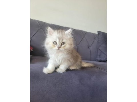 Silver british longhair kızımız yeni ailesini bekliyor
