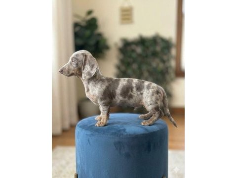 Kısa kadife tüylü safkan ısabella merle dachshund