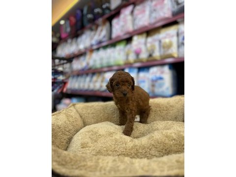 Teacup erkek poodle yavru köpeğimiz