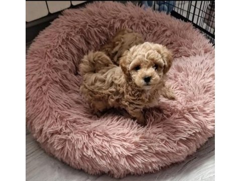 Sizi kendine aşık edecek bir maltipoo arkadaş arıyorsunuz