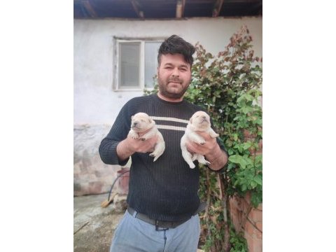 Chow chow bebekler