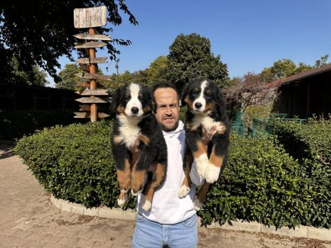 Bernese dağ köpeği yavruları