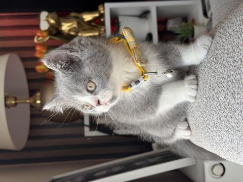 British shorthair bicolor