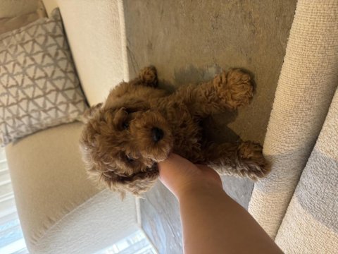 Dişi toy poodle