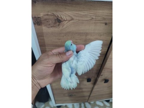 Renk renk forpus papağanı